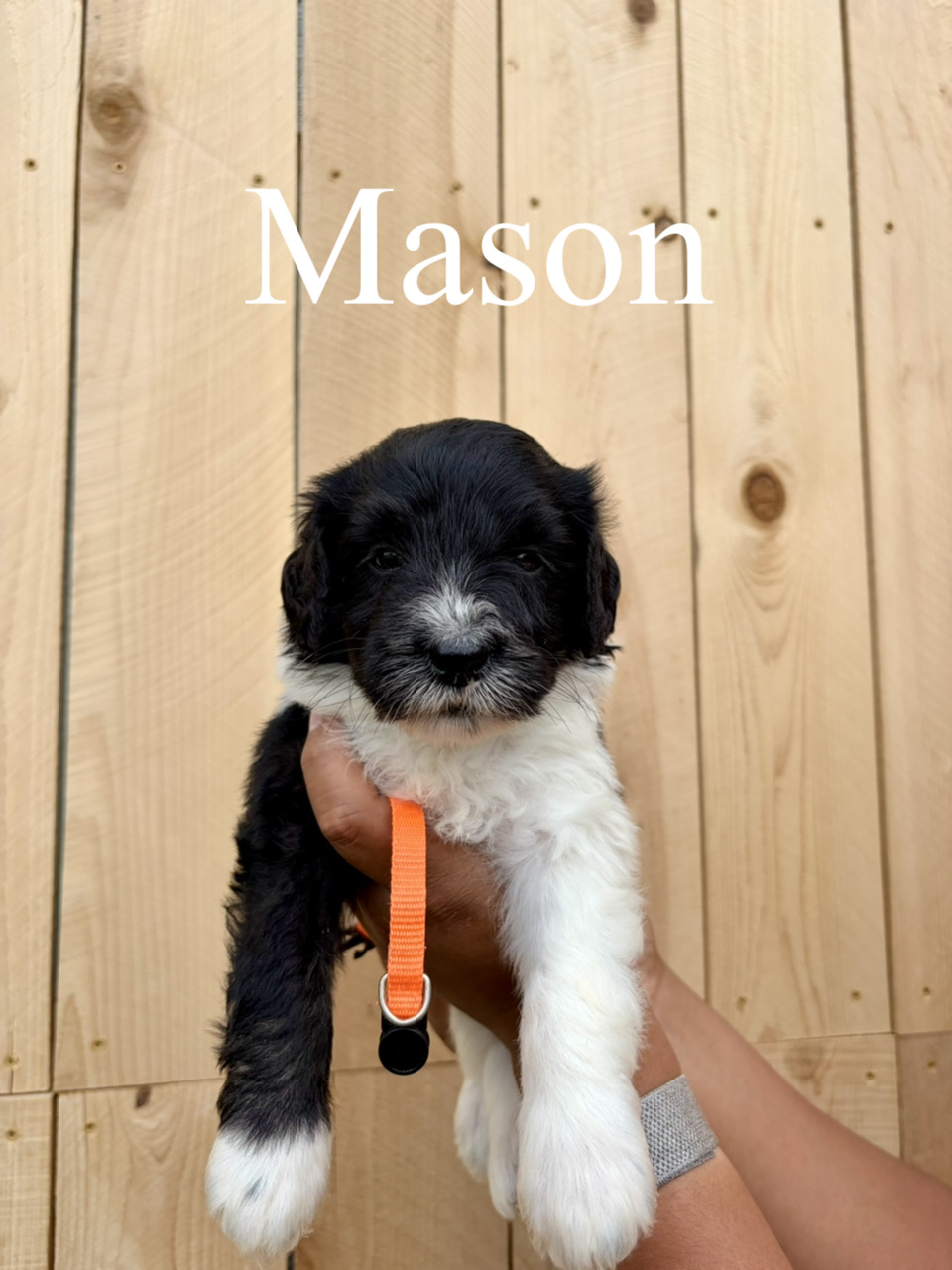 Mason (orange collar) 1